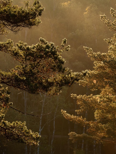 Marie Mattsson Getryggen