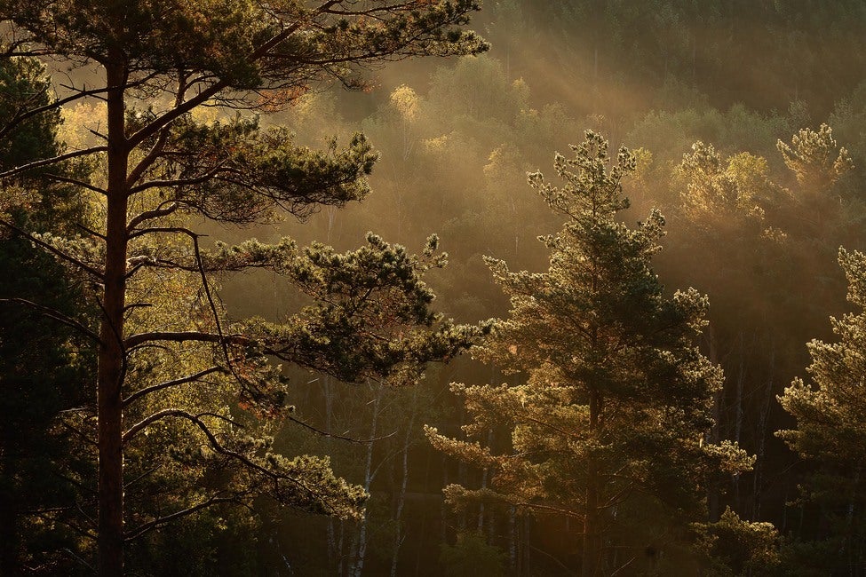 Marie Mattsson Getryggen