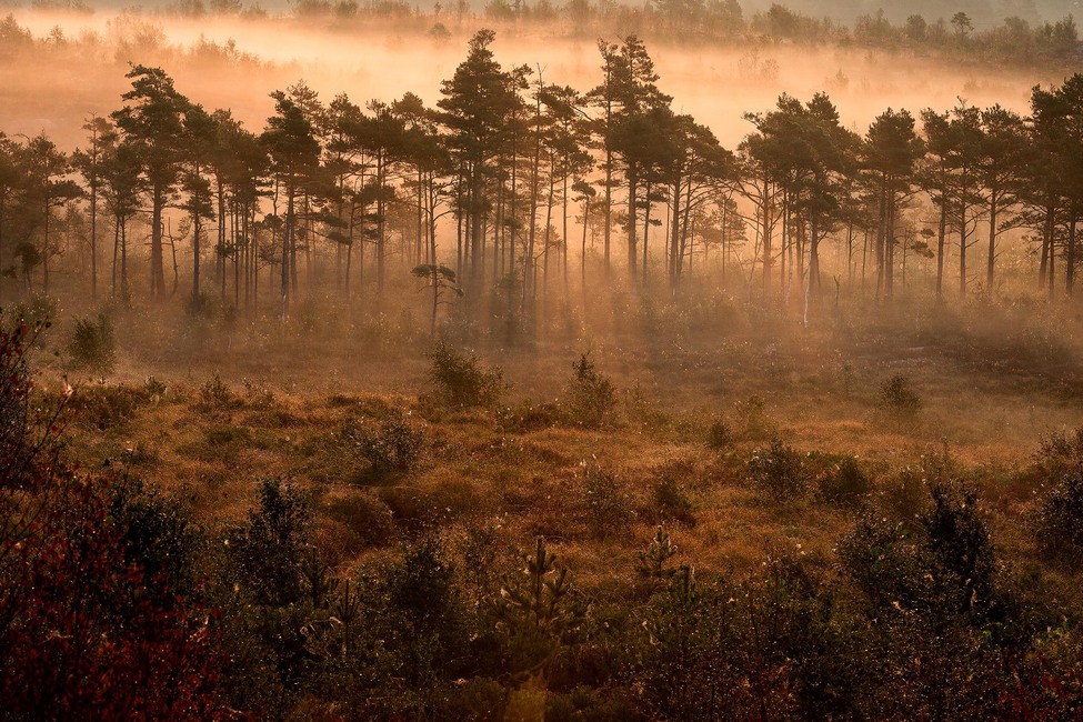 Marie Mattsson Dimslöjor