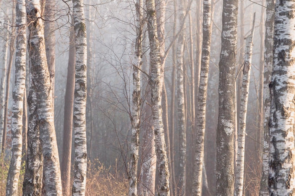 Marie Mattsson Björkdimma